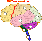 Cerveau - lobe frontal