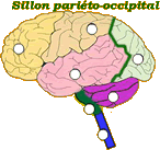 Cerveau - lobe occipital