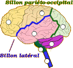cerveau lobe temporal