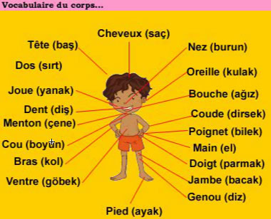 vocabulaire du corps en turc