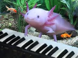Axolotl toujours bébé