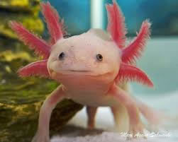L'Axolotl