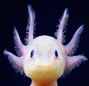 Tête axolotl