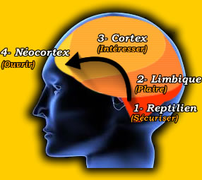 Neurosciences : le cerveau reptilien, limbique, cortex et néocortex... Communiquer avec tout son cerveau.